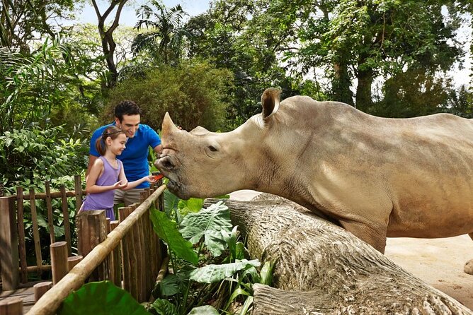 Singapore Zoo - Orangutans, Tool Use, and Why the Zoo Is More Than a Photo Stop