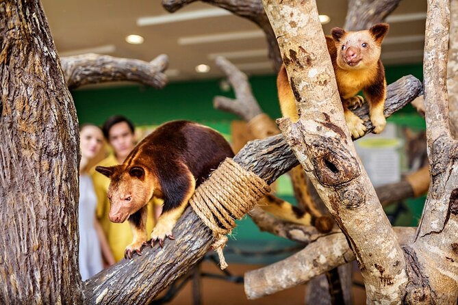 Singapore Zoo Entry Ticket - Don’t Ignore the Zoo’s Wild River and Panda Connection