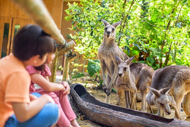 Singapore Zoo Entry Ticket - How to Get There Smoothly (MRT, Bus, and Drop-Off Practicalities)