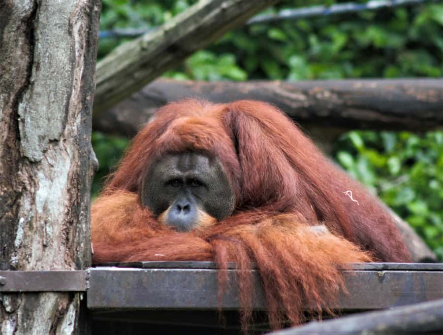 Singapore: Zoo & Night Safari Combos with Hotel Pick & Drop - Key things to know before you go
