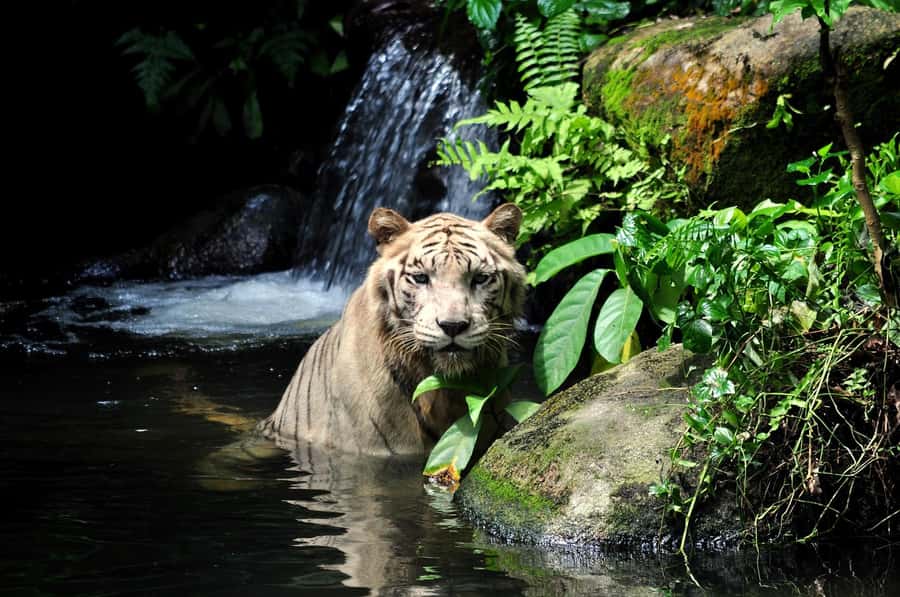 Singapore: Zoo & Night Safari Combos with Hotel Pick & Drop - Zoo by Day, Night Safari by Dark: how this combo really works