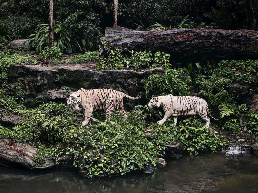 Singapore: Zoo & Night Safari Combos with Hotel Pick & Drop - River Wonders: freshwater wildlife and a different animal type