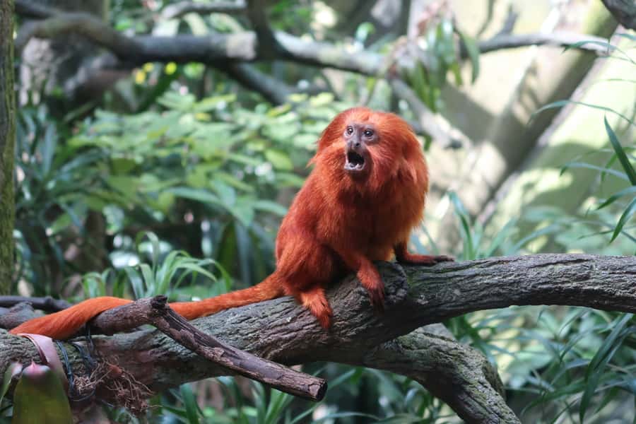 Singapore: Zoo & Night Safari Combos with Hotel Pick & Drop - Night Safari: the guided tram and what to look for in the dark