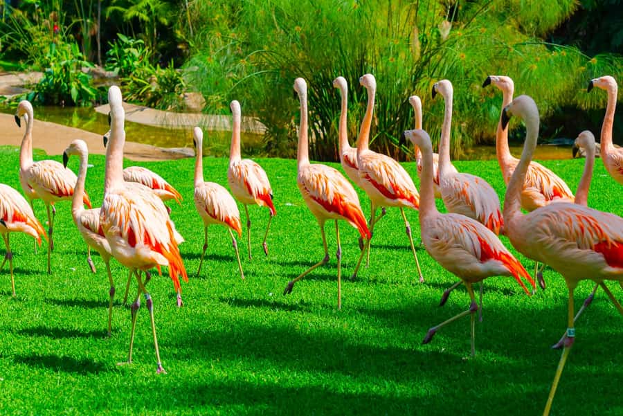 Singapore: Zoo & Night Safari Combos with Hotel Pick & Drop - Price and value: does $198 make sense for this combo?