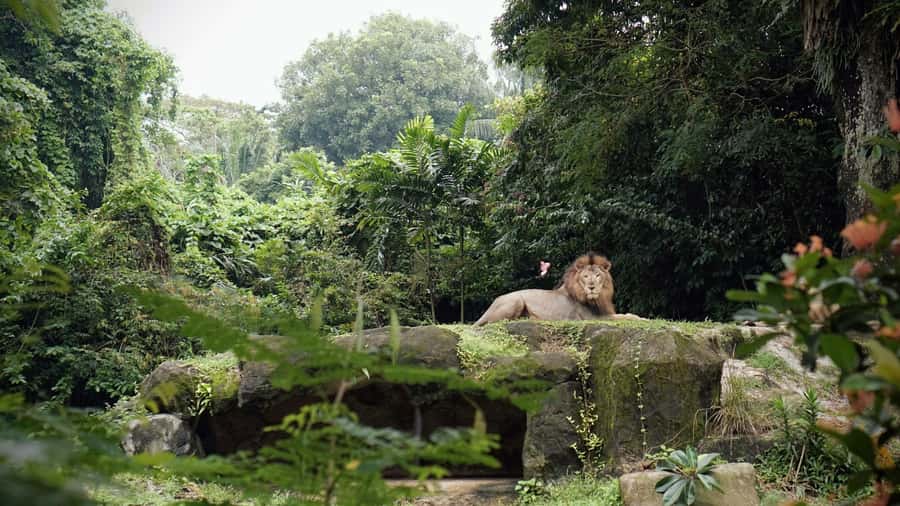 Singapore: Zoo & Night Safari Combos with Hotel Pick & Drop - Tickets and the day-of reality: your best checklist