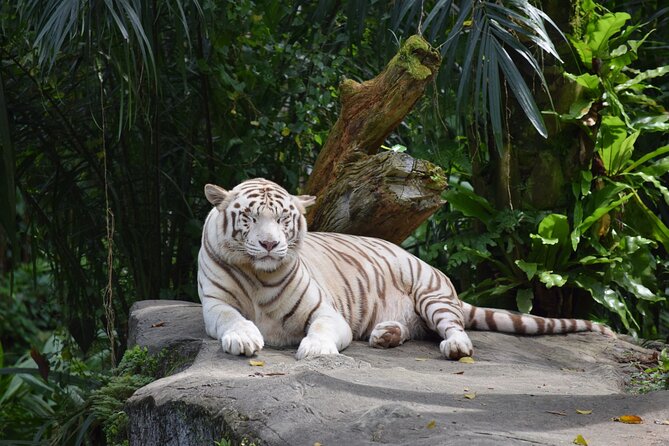 Singapore Zoo & Night Safari Day ( Tickets & Transfer ) - Night Safari at dusk: tram ride, seven regions, and the nocturnal rhythm